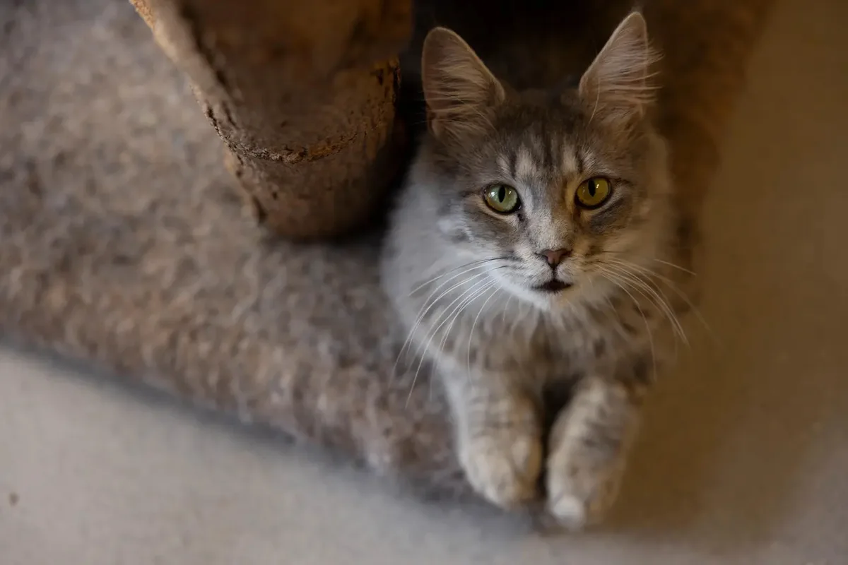Man sieht eine graue Katze in die Kamera schauen.